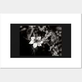 White Nigella damascena flower Posters and Art